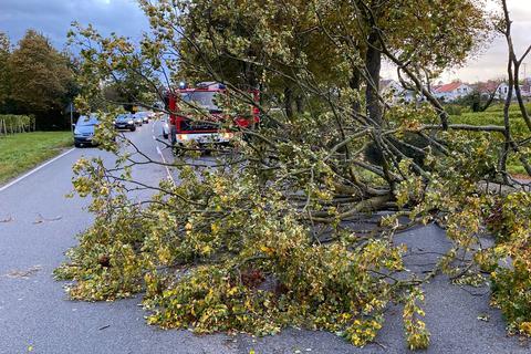 Auf der Bundesstraße 3 zwischen Heppenheim und Bensheim knickte ein Baum ab und stürzte auf beide Fahrstreifen. Foto: Feuerwehr Heppenheim
