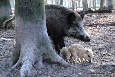 Wildschweine vermehren sich sehr schnell und richten Schäden an. Jäger versuchen deshalb, die Population unter Kontrolle zu halten.