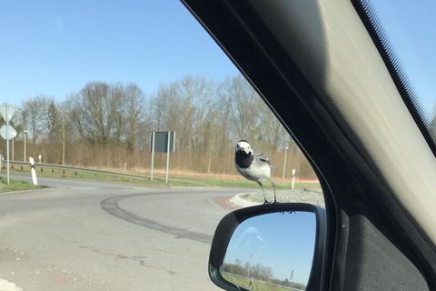 Eine kleine Berühmtheit ist die Bachstelze am Kreisel in Wolfskehlen, die gern mal per Anhalter auf dem Außenspiegel eine Runde mitfährt. Foto: Stadt Riedstadt 
