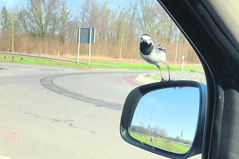 Eine Berühmtheit ist das Bachstelzenmännchen am Kreisel bei Wolfskehlen, das jetzt im dritten Jahr per Anhalter eine Runde auf Autospiegeln mitfährt. Archivfoto: Stadt Riedstadt