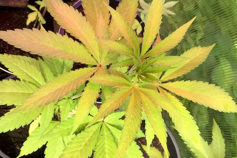 Maximal "sieben Samen oder fünf Stecklinge" der Cannabis-Pflanze sollen verkauft werden dürfen. Foto: dpa