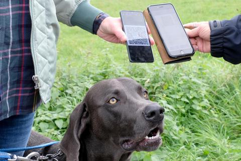 Mittels eines QR-Codes kann in Taunusstein künftig die digitale Hundemarke ausgelesen werden. 