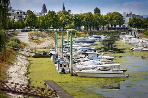Im Hafenbecken des Winterhafens macht sich das aktuelle Niedrigwasser im Rhein ebenfalls bemerkbar. Das Wasser hat sich weit zurückgezogen, zusehends weitere Teile des Ufers freigelegt.      Foto: Sascha Kopp  