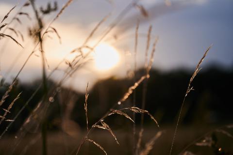 Regentropfen hängen an den Gräsern, während die Sonne aufgeht. Nach heißen Tagen kühlt es nun ein wenig ab. Foto: Annette Riedl/dpa