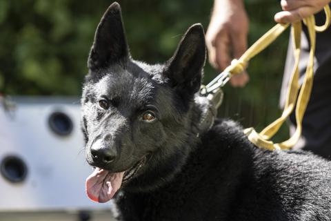 Corona-Spürhund "Drago" bereitet sich im Garten einer Pflegeeinrichtung auf einen Test-Einsatz vor. Der vierjährige Schäferhund-Mischling wurde darauf trainiert, das Coronavirus zu erschnüffeln. Foto: dpa/ Boris Roessler