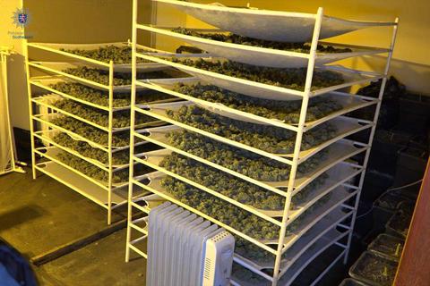 Die bereits geernteten Marihuana-Blüten, die den harzartigen Wirkstoff enthalten, wurden in diesem Raum getrocknet und für den Verkauf vorbereitet. Foto: Polizeipräsidium Südhessen