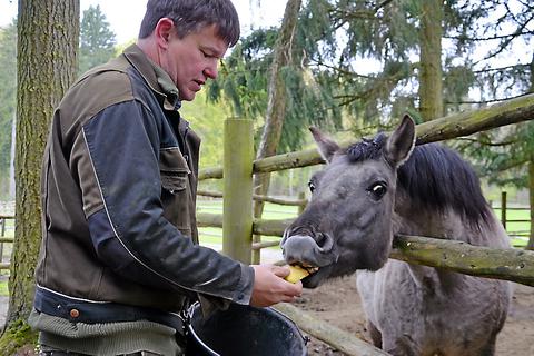 Nach dem Ausmisten des Stalles versorgt Jörg Schmidt die Tarpanpferde mit Trockenfutter, Heu und ein paar Apfelschnitzen.   Foto: Stahl