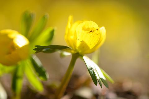 Auch die ersten Frühlingsblüher zeigen sich dieser Tage. Foto: dpa