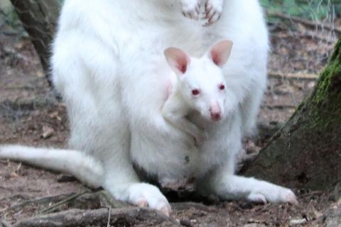 Das kleine weiße Känguru Mila (hier im Beutel seiner Mutter Monja) ist verschwunden. Foto: Zoo Kaiserslautern