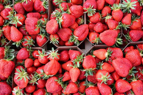 Erdbeeren der Sorte "Clery", die unter einem Sonnentunnel angebaut werden, liegen in einer Kiste.  Foto: dpa