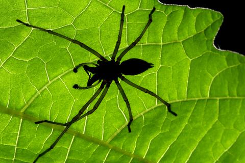 Symbolfoto einer Spinne. Foto: dpa
