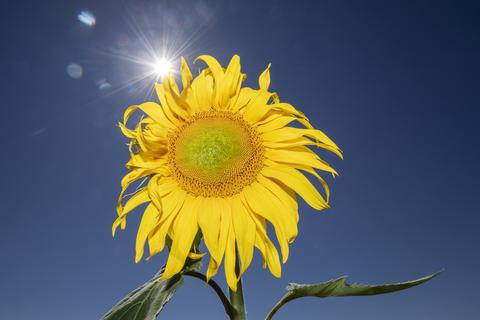 Vitamin D wird durch Sonneneinstrahlung in der Haut produziert. Im dunklen Winter mangelt es daher vielen Menschen an dem Vitamin. Foto: dpa