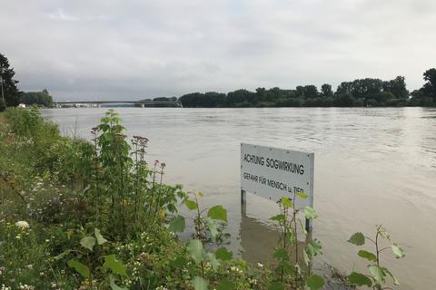 Der Rhein bei Worms: Der Pegel liegt am Freitagmorgen bei 5,56 Metern. Foto: Johannes Götzen
