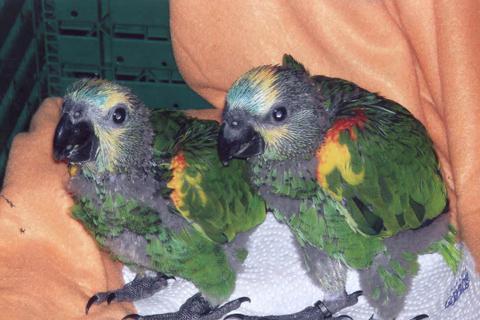 Die Papageienart der Blaustirnamazonen kann im Vogelpark auch bestaunt werden.   Foto: vogelpark 