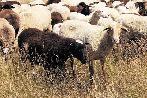 Schafe und andere Weidetiere helfen dabei, die Griesheimer Düne zu erhalten. Archivfoto: Lutz Igiel 