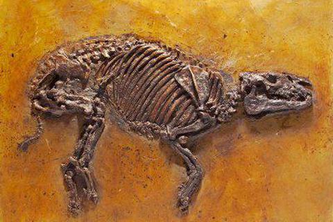 Urpferde sind die bekanntesten Säugetiere unter den 47 Millionen Jahren alten Messeler Funden. Sie haben dafür gesorgt, dass die Grube in kurzer Zeit zu Weltruhm gelangte. Archivfoto: Wolfgang Fuhrmannek/Landesmuseum 